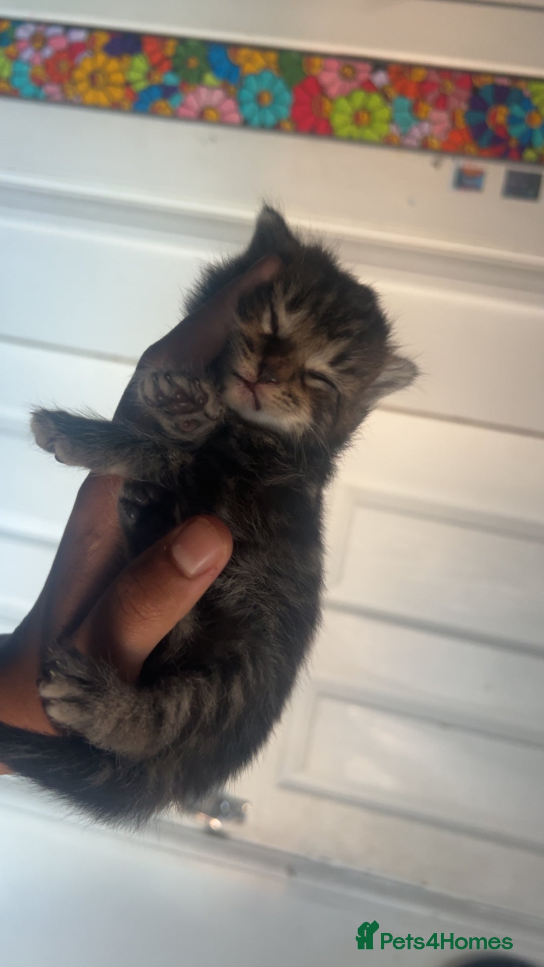 Mixed Breed cats for sale: dark calico and tabby mixed female kitten on sale! - Image 1