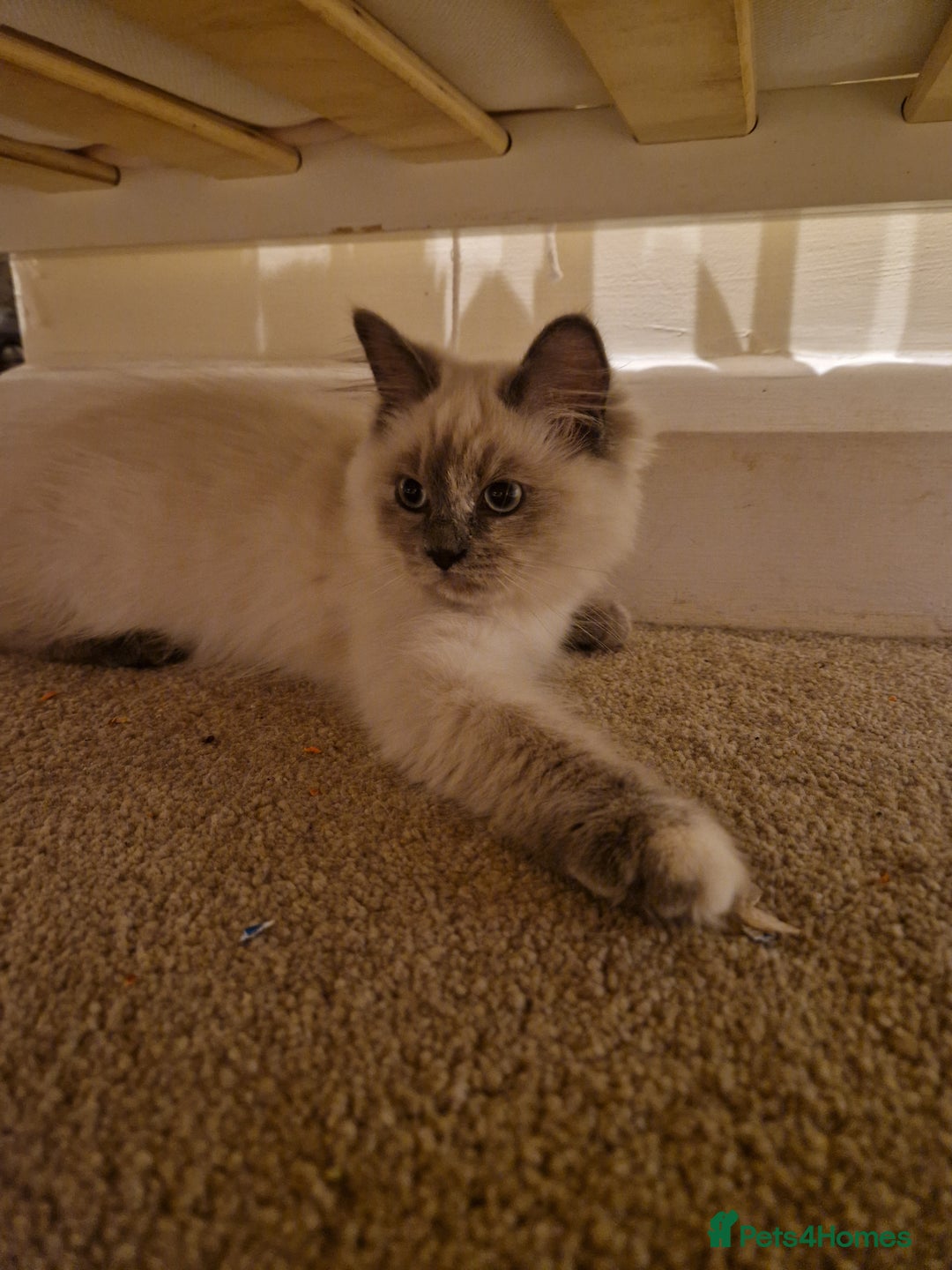 Ragdoll cats for sale: Last one beautiful ragdoll kitten - Image 9