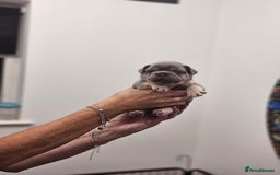 French Bulldog dogs for sale: 6 French Bulldog puppies (3 girls, 3 boys) - Image 18