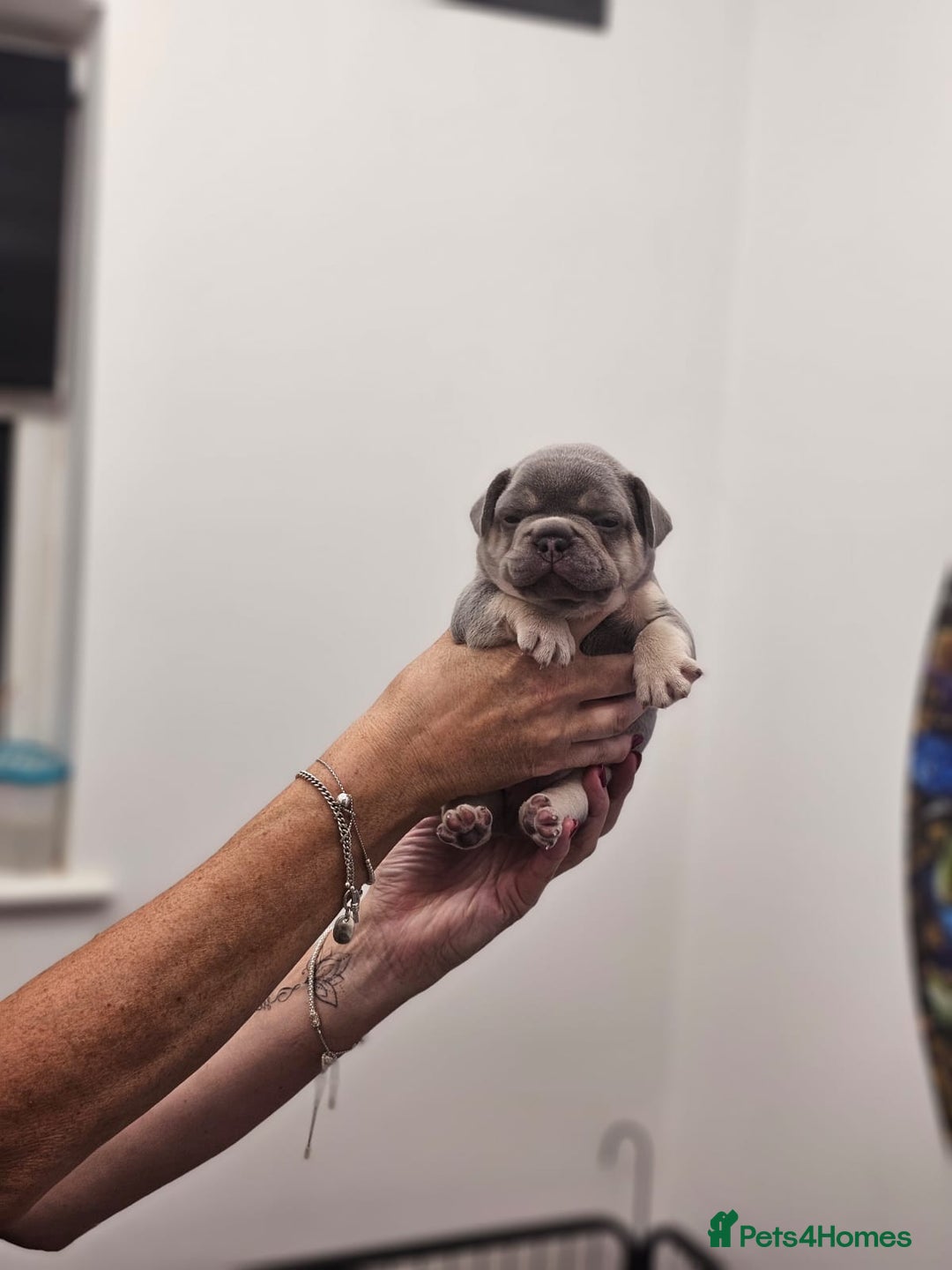 French Bulldog dogs for sale: 6 French Bulldog puppies (3 girls, 3 boys) - Image 18