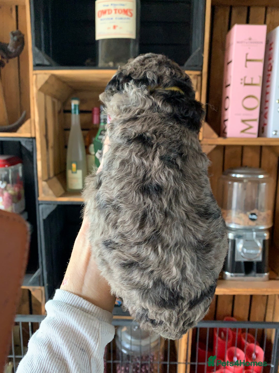 Bernedoodle dogs for sale: Standard Bernedoodle Blue Merle, Black White. - Image 31