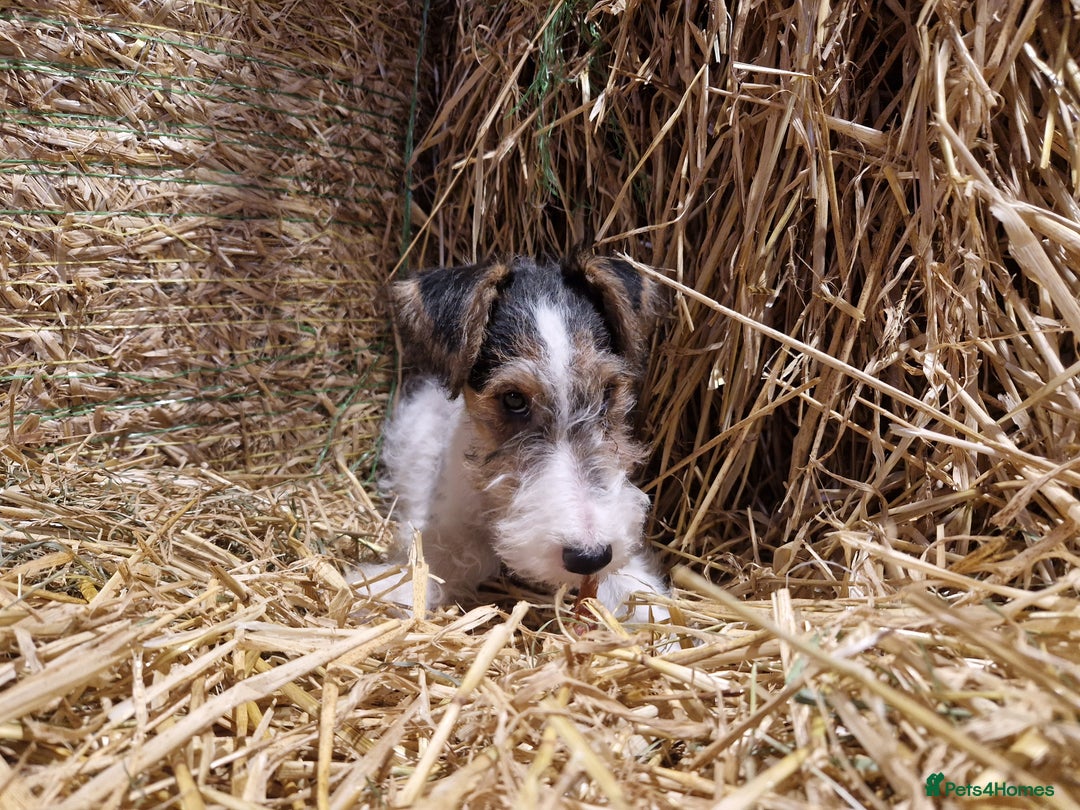 Fox Terrier dogs for sale: Adorable baby boy looking for a forever family - Advert 5
