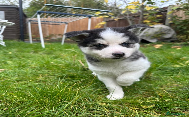 Mixed Breed dogs - Advert 4