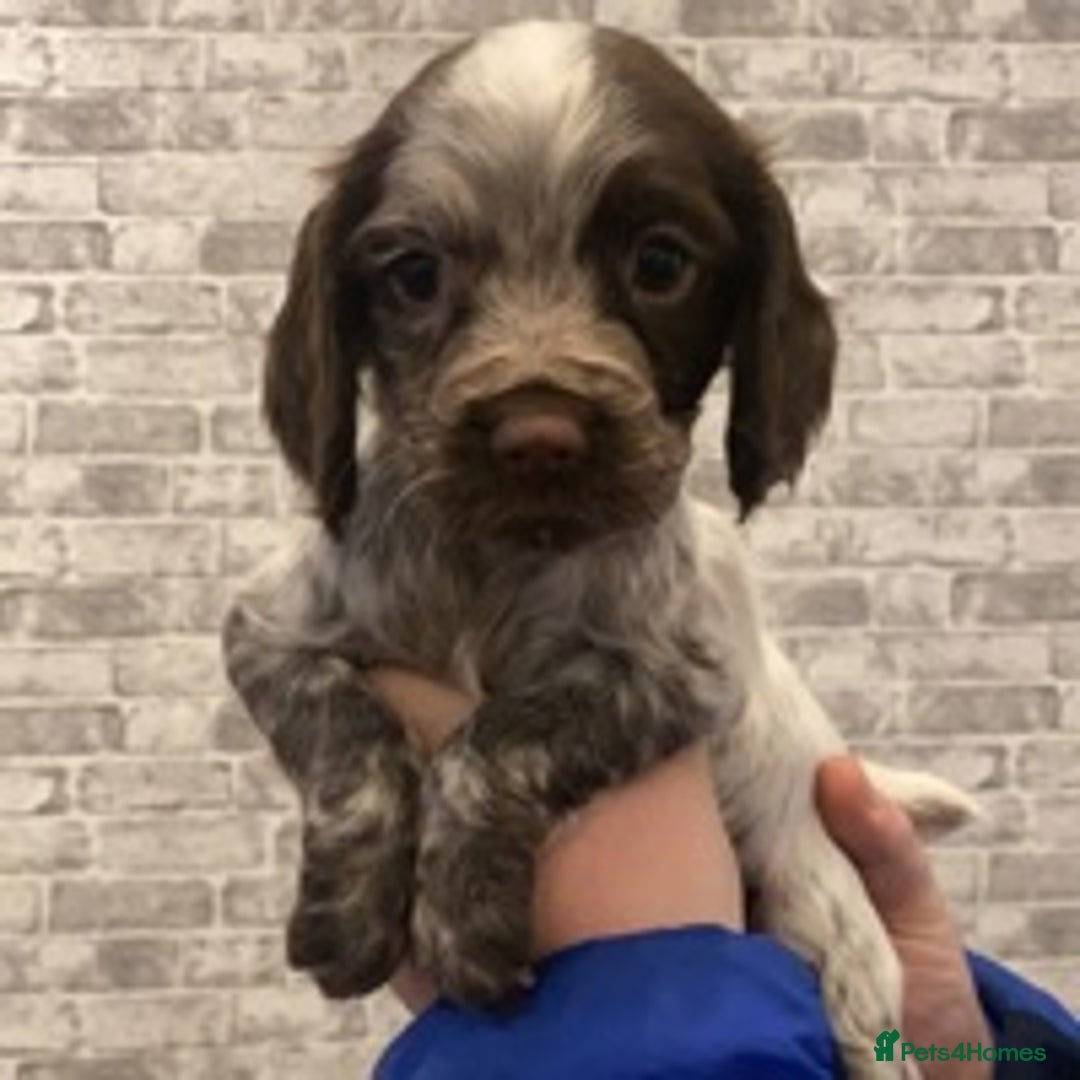 Cocker Spaniel dogs for stud: 🔥WORKING COCKER SPANIEL AT STUD🔥 in Gateshead - Advert 10