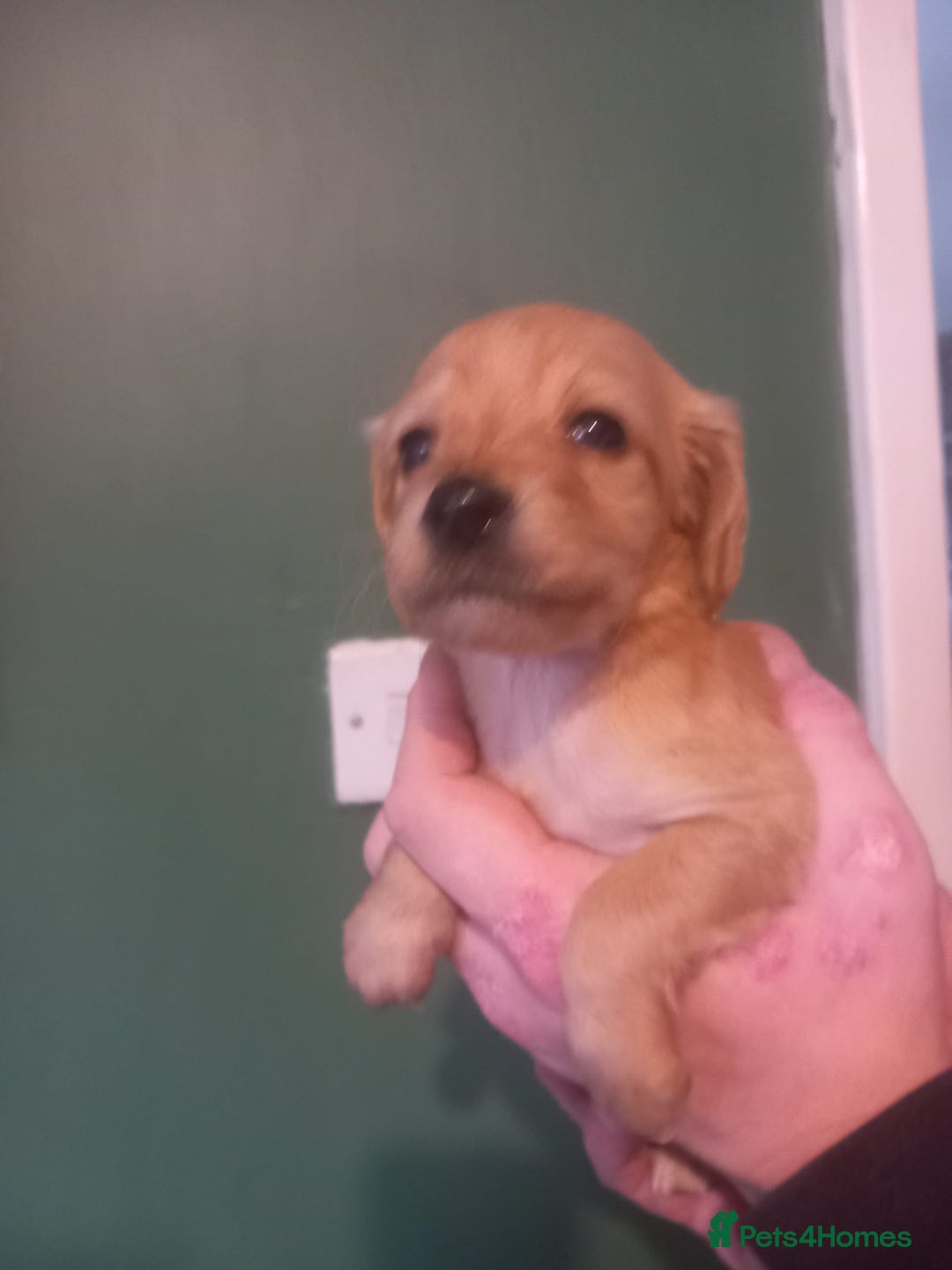 Cockapoo dogs for sale: Beautiful litter of 8 cockapoos one girl left - Advert 10