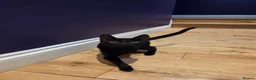Mixed Breed cats for sale: Beautiful black kitten 😸  - Advert 2