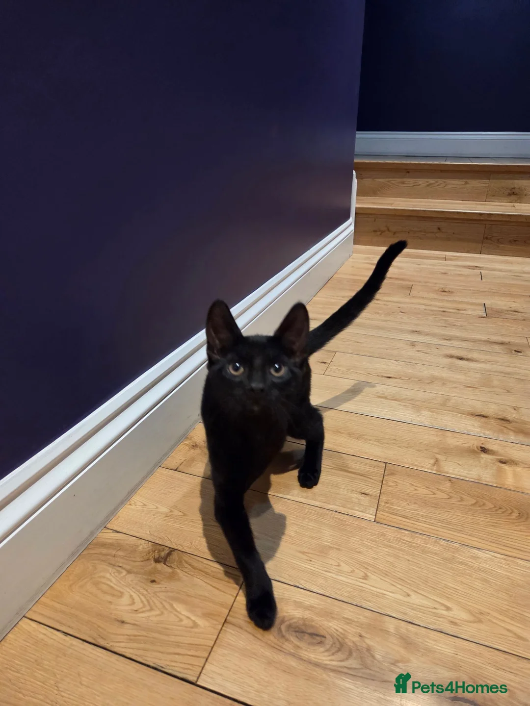 Mixed Breed cats for sale: Beautiful black kitten 😸  - Advert 2