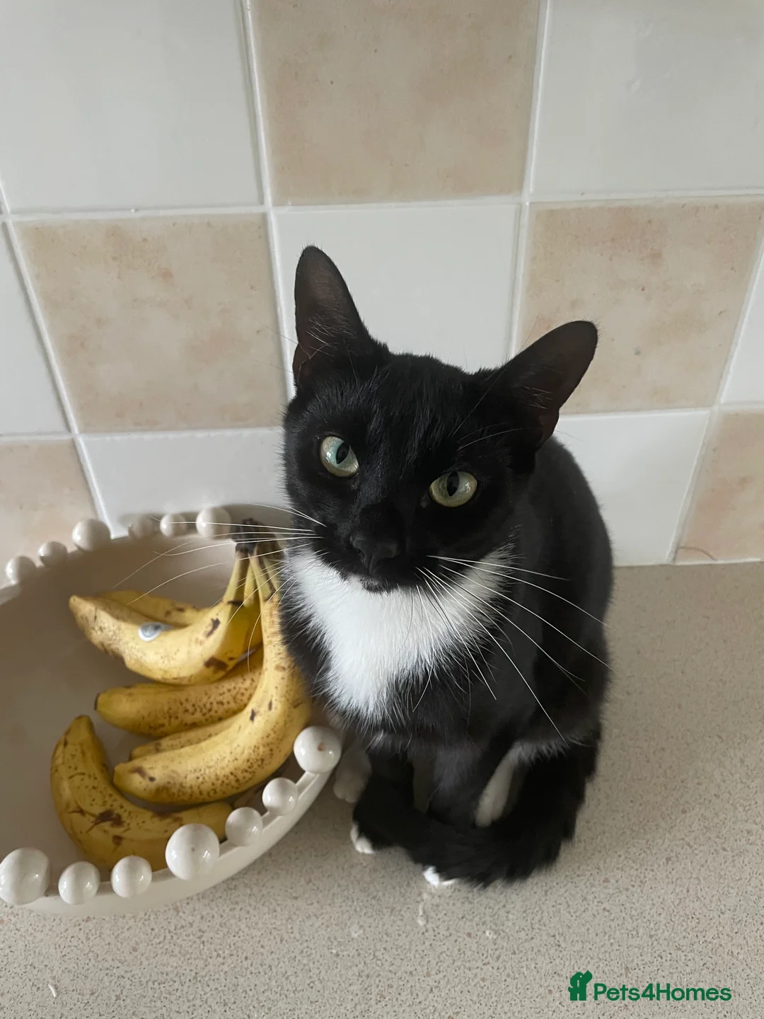 Mixed Breed cats for sale: 2 bonded neutered male young cats in Washington - Advert 2