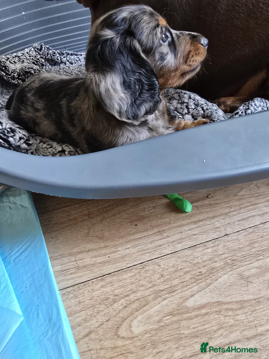 Dachshund dogs for sale: Isabella black &tan longhair dapple boy  - Image 5