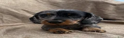 Dachshund dogs for sale: Miniature wire haired dachshunds 🐶 - Advert 8