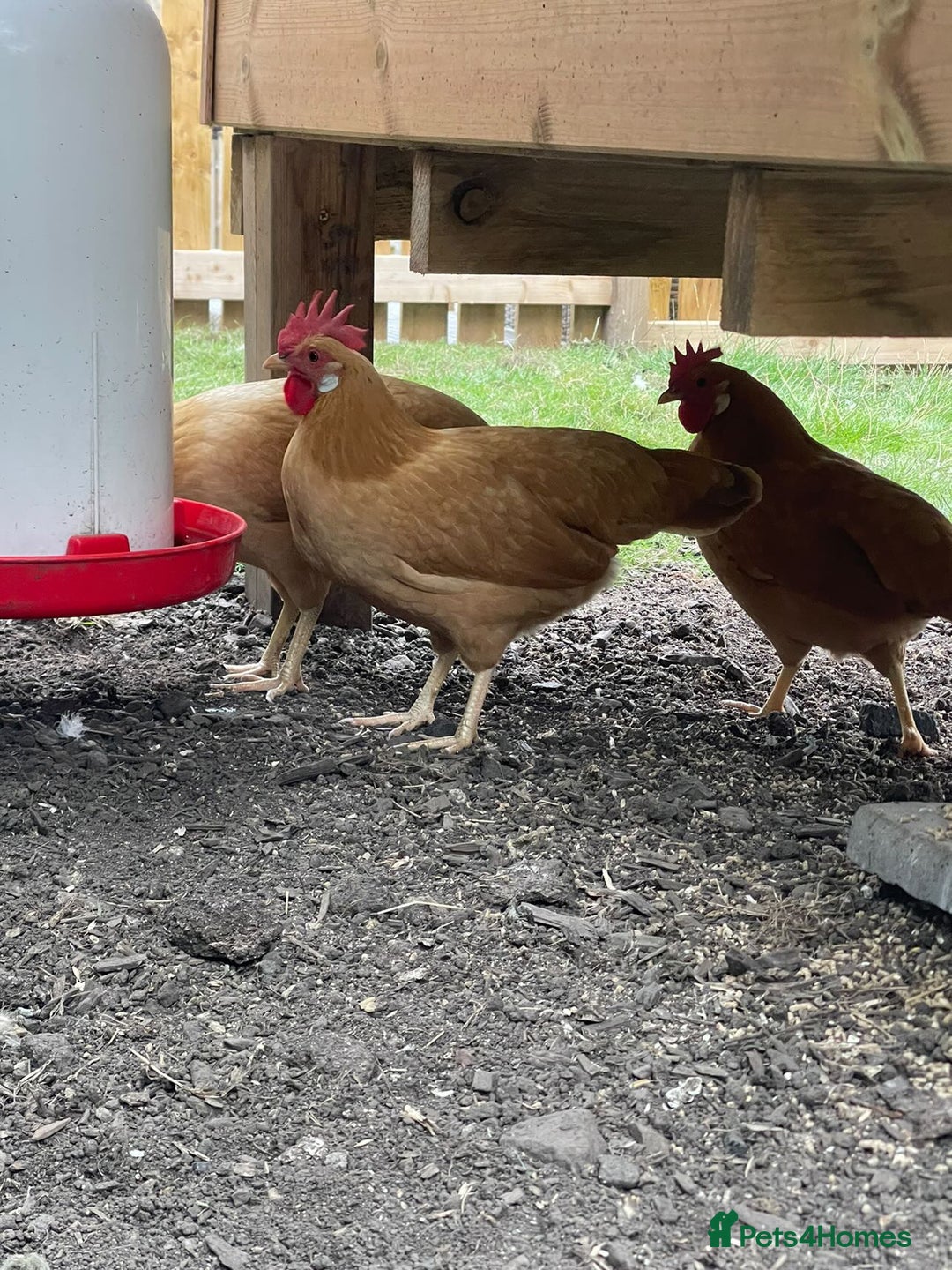 Chickens poultry for sale: Buff bantam leghorn hens and cocks - Image 2