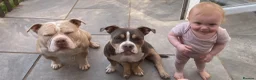 American Bully dogs for sale: Incoming Pocket Bully Puppies! 🐾 - Advert 2