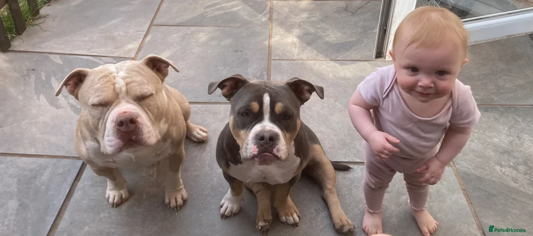 American Bully dogs for sale: Incoming Pocket Bully Puppies! 🐾 - Advert 2