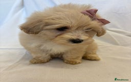 Cavapoo dogs for sale: Beautiful Cavapoo’s - Image 8