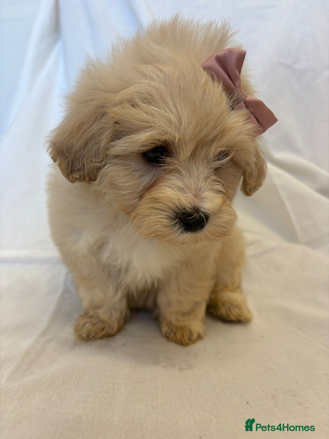 Cavapoo dogs for sale: Beautiful Cavapoo’s - Image 8