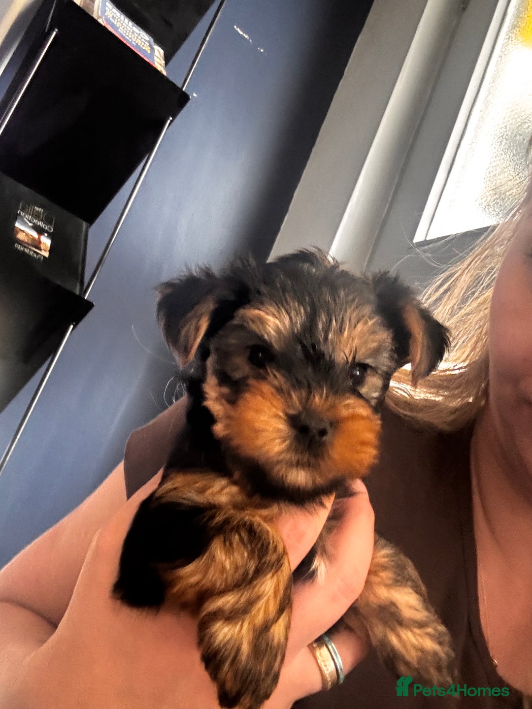 Yorkshire Terrier dogs for sale: 🐾 Adorable Puppies for Sale! 🐾 - Image 4