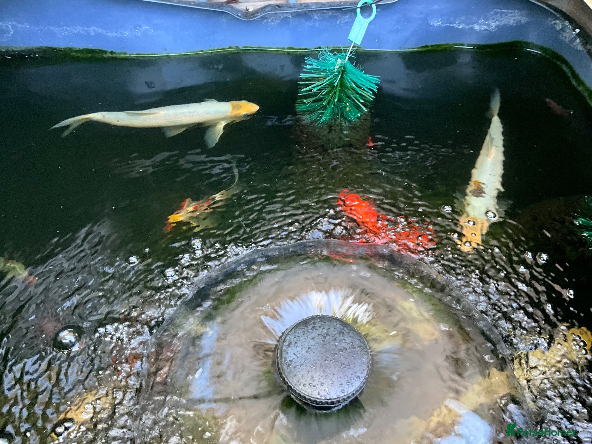 Goldfish fish Gold fish orfes and shubunkin - Advert 12