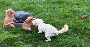 Cockapoo dogs - Advert 5