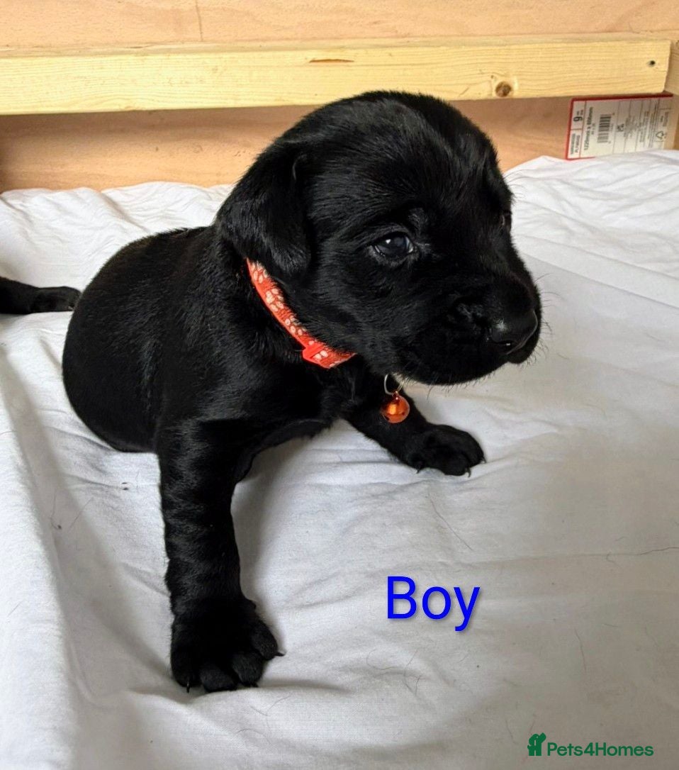 Labrador Retriever dogs Black Labrador Puppies  - Advert 2