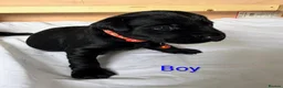 Labrador Retriever dogs for sale: Black Labrador Puppies  - Advert 2