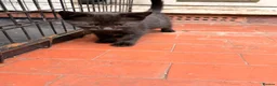 Mixed Breed cats for sale: Kittens in Worcester - Advert 3