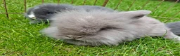 Mixed Breed rabbits for sale: 4 lovely minilop lionhead rabbits  - Advert 11