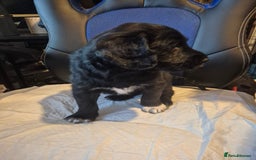 Mixed Breed dogs for sale: Stunning Litter of Labradoodle x Pyrenees - Advert 16