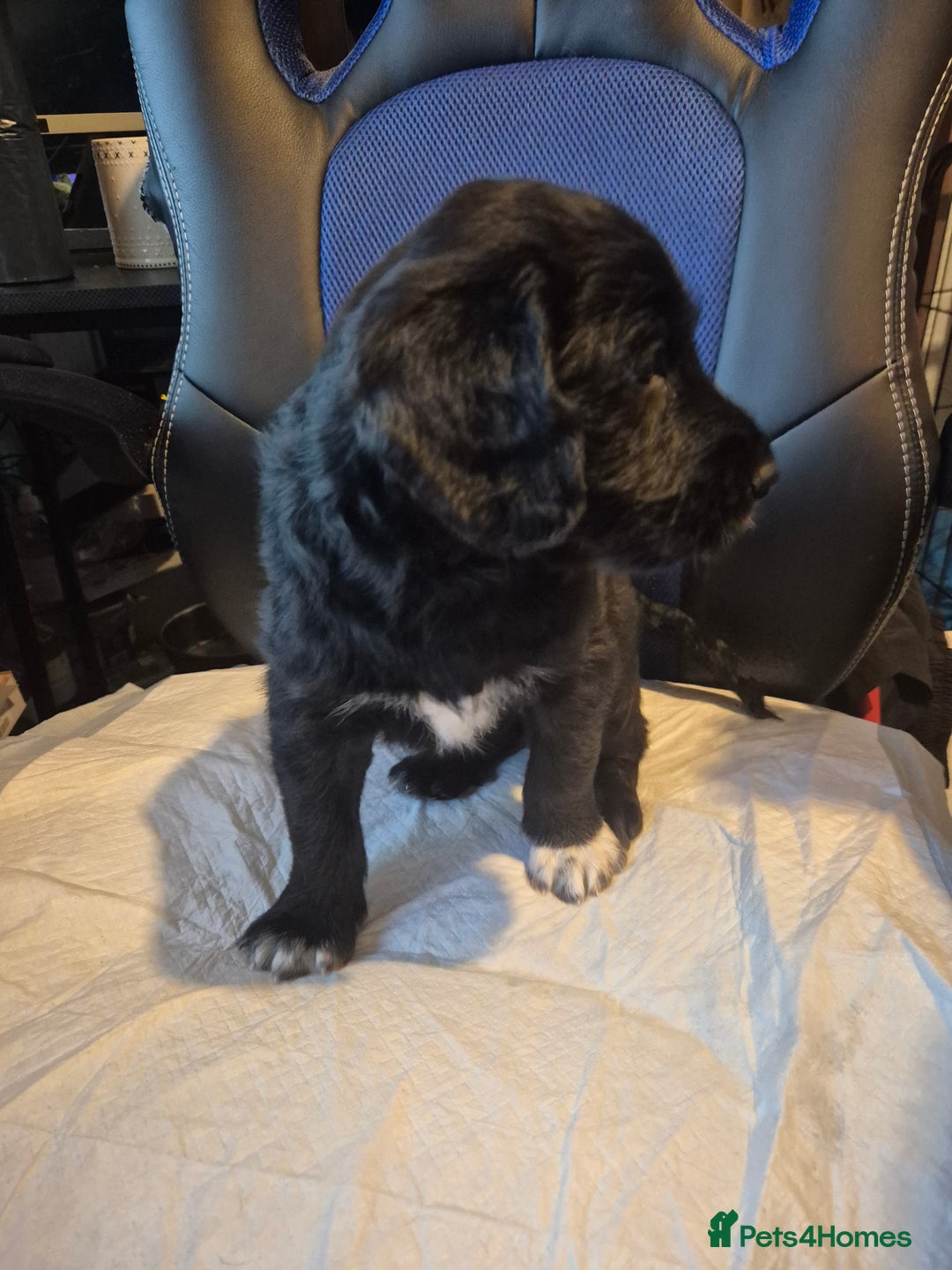 Mixed Breed dogs for sale: Stunning Litter of Labradoodle x Pyrenees - Advert 16