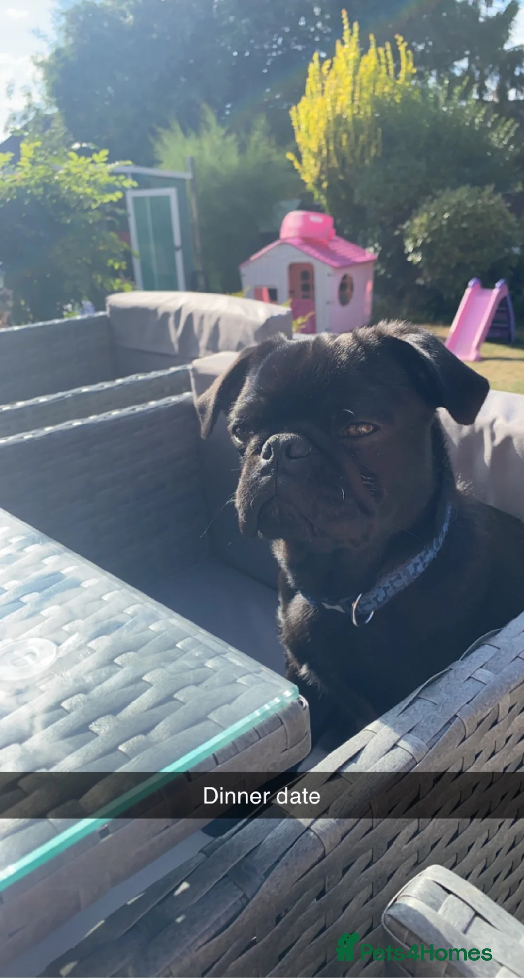 Pug dogs for stud: Boy ready to stud  - Advert 1