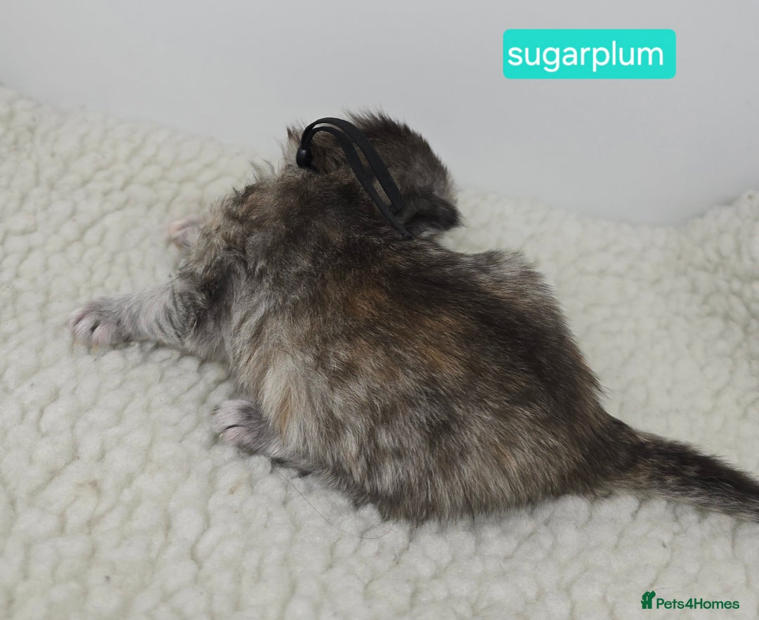 Maine Coon cats for sale: Chunky TICA registered Maine Coon Kittens - Advert 13