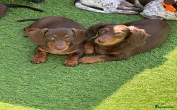 Miniature Dachshund dogs for sale: Ready now KC reg long and short coated PRA clear  - Image 32