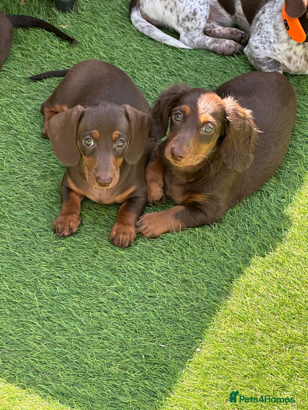 Miniature Dachshund dogs for sale: Ready now KC reg long and short coated PRA clear  - Image 32