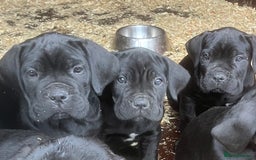 Cane Corso dogs for sale: Exceptional  - Image 19