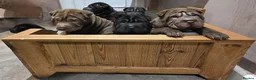 Shar Pei dogs for sale: 5 girls and one boy - Advert 4