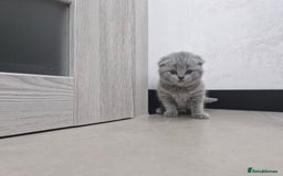 British Shorthair cats for sale: Beautiful British Short hairs kittens for sale - Image 11