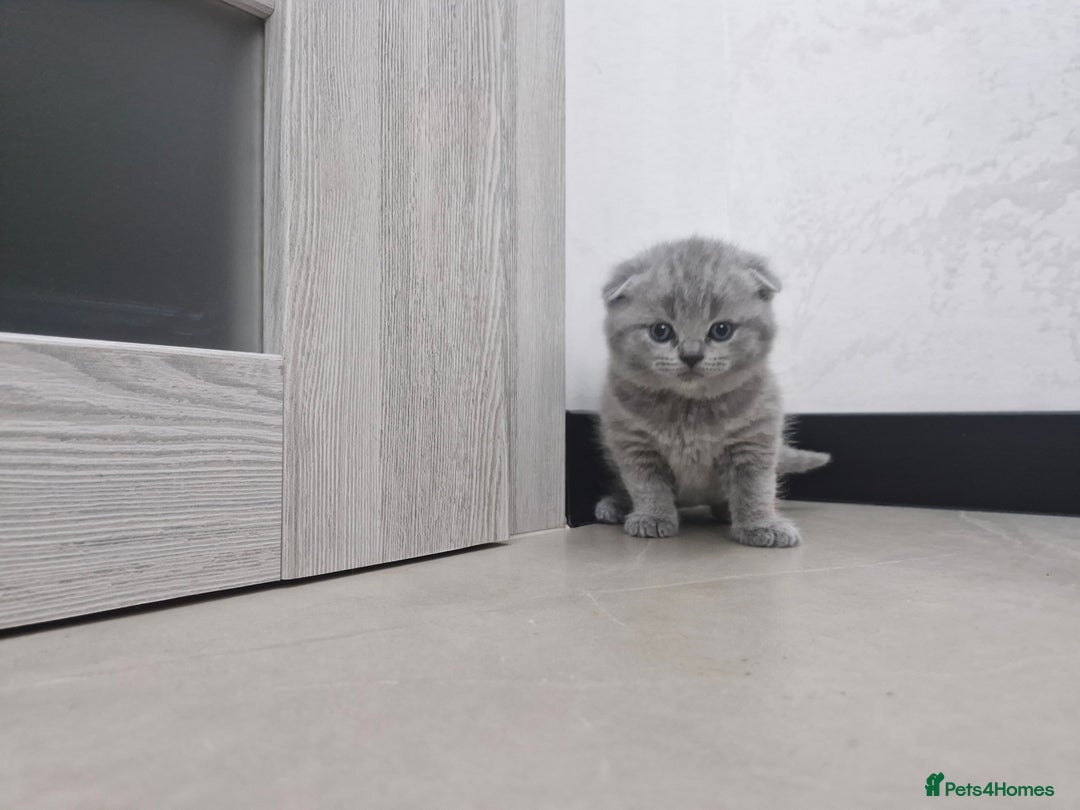 British Shorthair cats for sale: Beautiful British Short hairs kittens for sale - Image 11