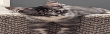 Maine Coon 2