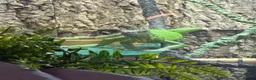 Iguana reptiles for sale: Female green iguana  - Advert 3