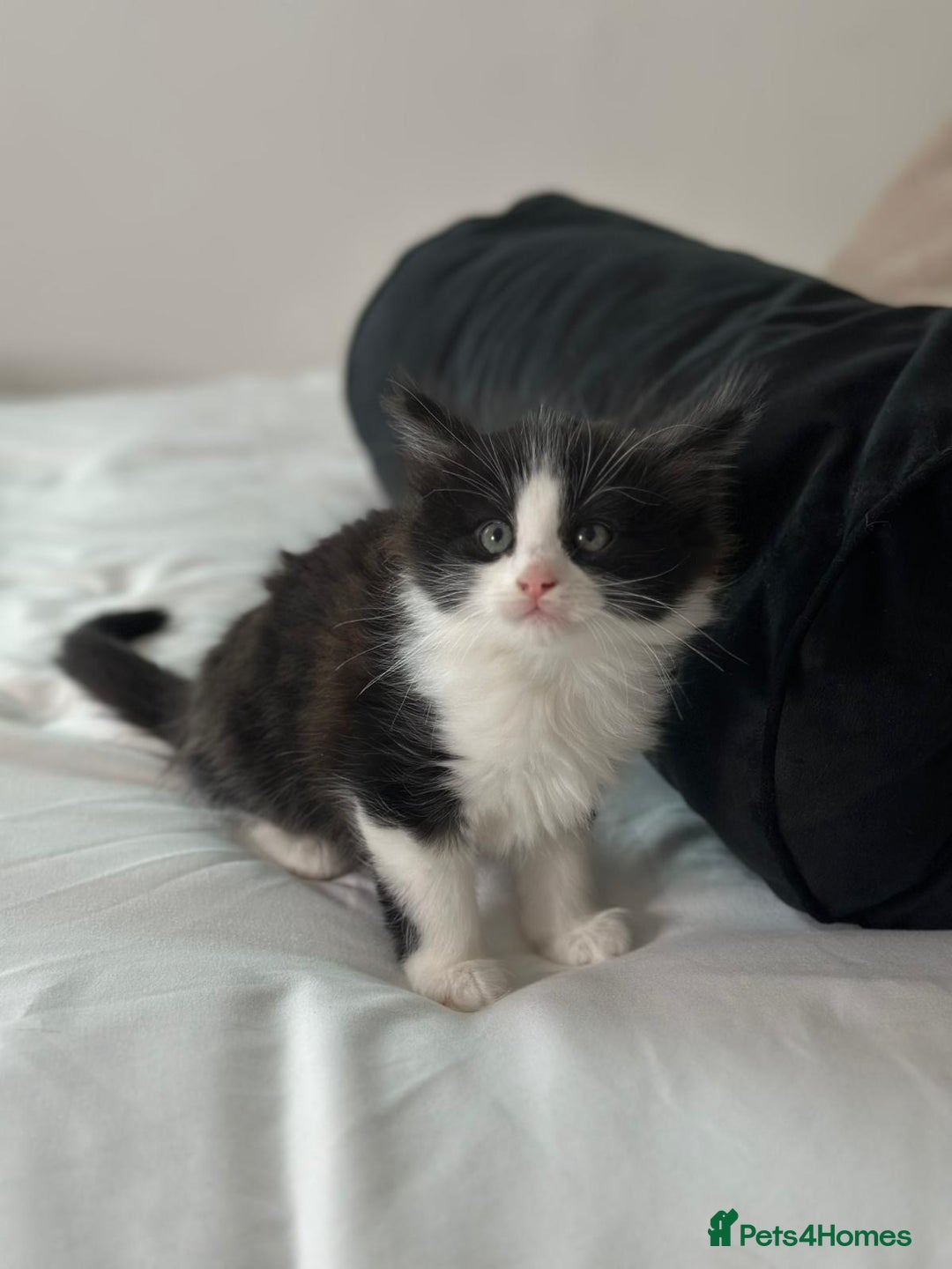 Mixed Breed cats for sale: 4 Maine coon kittens available now  - Advert 10