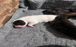 Presa Canario dogs for sale: BANE PRESA CANARIO 2 years old male  - Image 11