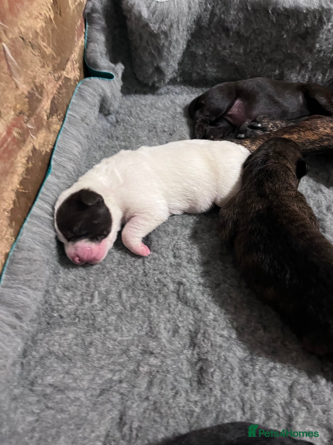 Presa Canario dogs for sale: BANE PRESA CANARIO 2 years old male  - Image 11