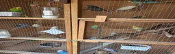 Budgerigars birds for sale: Budgies for sale  - Advert 8