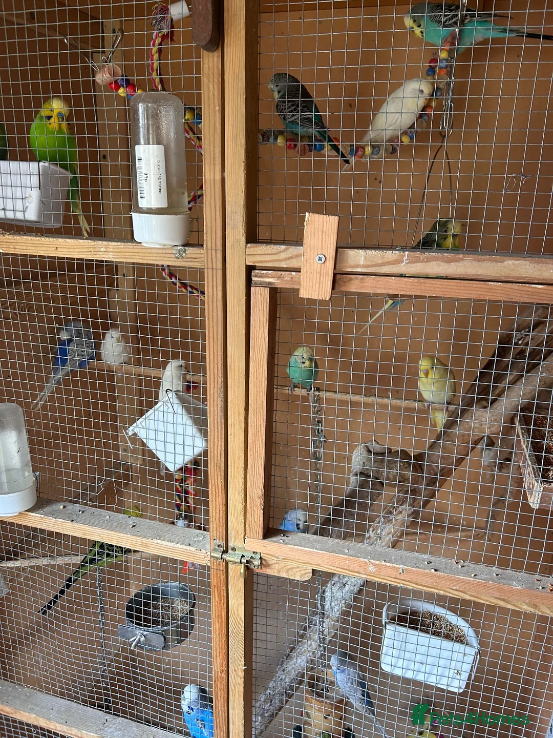 Budgerigars birds for sale: Budgies for sale  - Advert 8