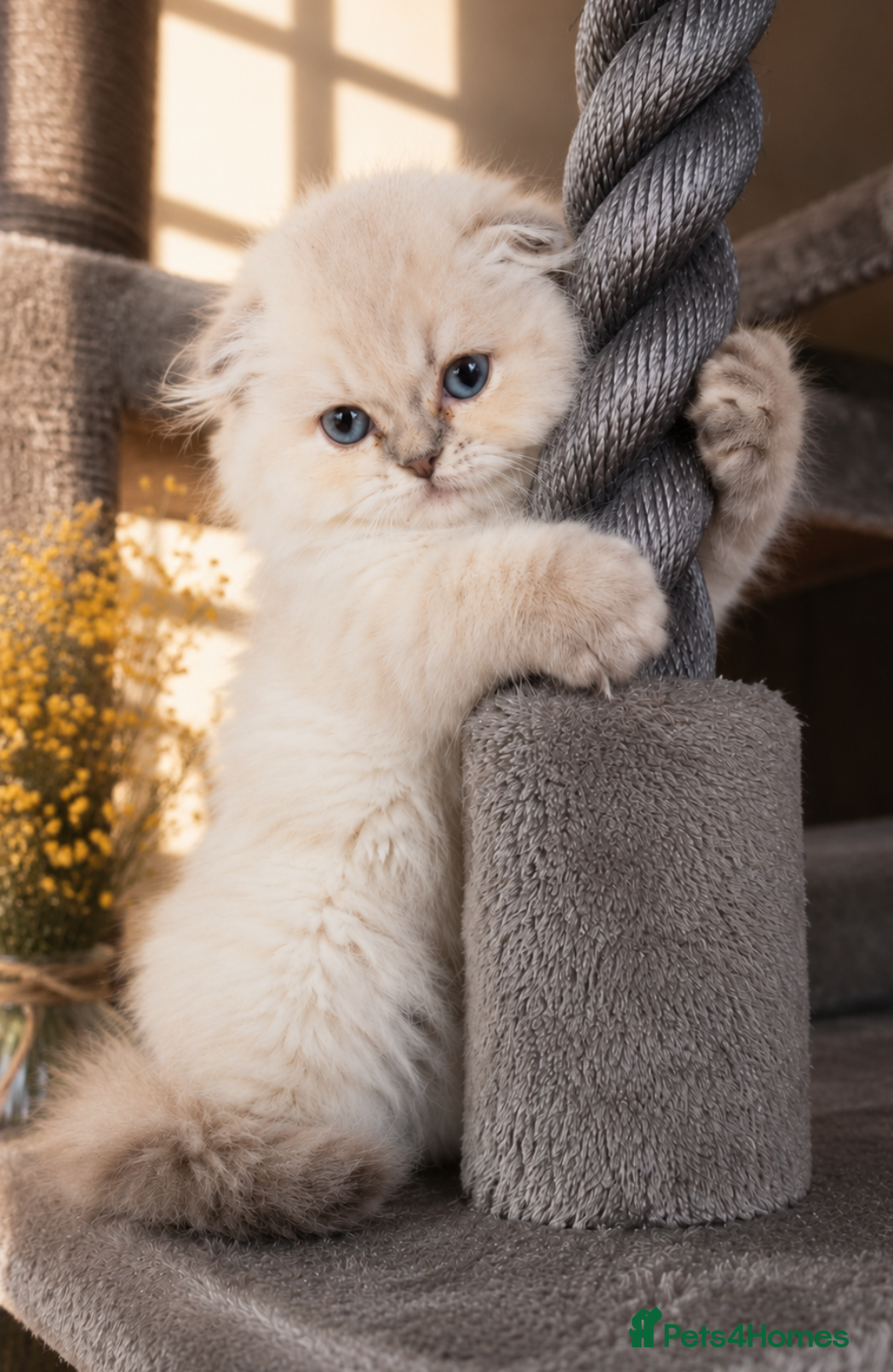 Scottish Fold cats for sale: 💓 LAST KITTEN 🐾 TICA reg - Advert 3