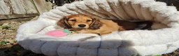 Dachshund dogs for sale: Pra clear,Last 3 beautiful LH Dachshund puppies💗 - Advert 28