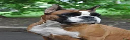 Boxer dogs for sale: Outstanding puppies - best pedigree 73 champions - Advert 12