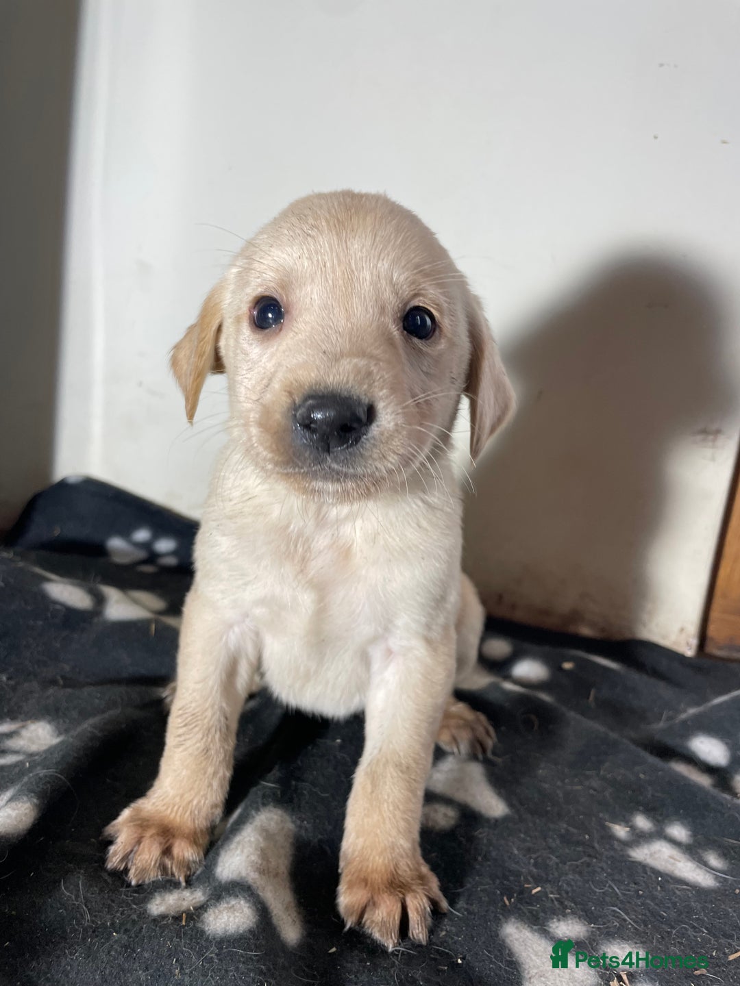 Labrador Retriever dogs for sale: Stunning chunky Labrador pups  - Advert 33