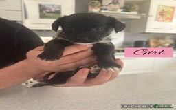 Mixed Breed dogs for sale: REDUCED - Cockapoochi Puppies - READY TO VIEW 🐶 - Image 5