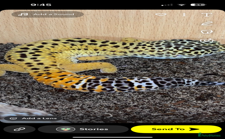 Leopard Gecko reptiles - Advert 1