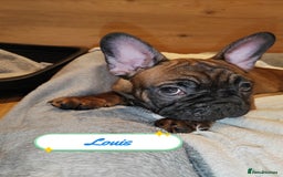 French Bulldog dogs for sale: 🌟 Beautiful French Bulldog Puppies  - Advert 8